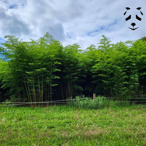 culture du bambou