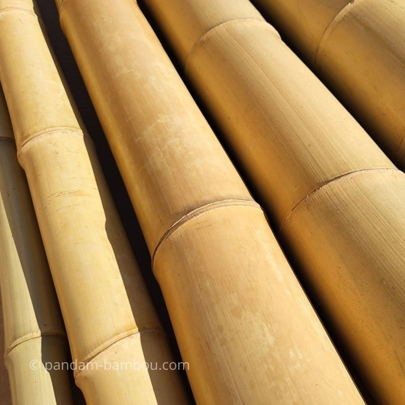 Tige de bambou naturel Moso