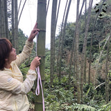 Bambou Géant Moso dont la taille de l'entrenoeud est mesurée par Lihua.