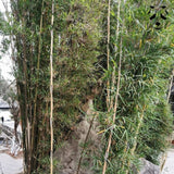 Graines de bambou non traçant fargesia