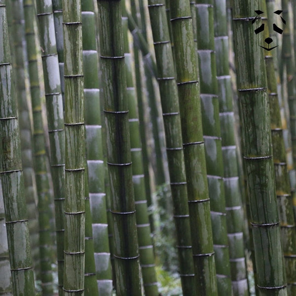 Graines de bambou géant Moso