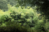 Forêt de bambou géant Phyllostachys edulis en Bretagne