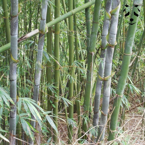 Graines de bambou Bambusa longinternode