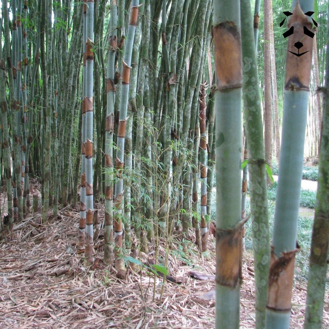 Bambou Cephalostachyum pergracile