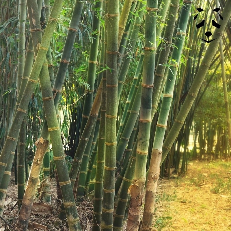 Collection complète: 10 espèces de bambou | Graines de bambou