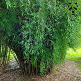 Collection complète: 10 espèces de bambou | Graines de bambou