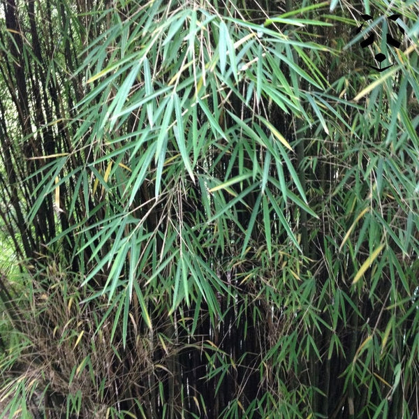 Feuilles du bambou fargesia fungosa