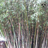 Bambou non traçant fargesia fungosa