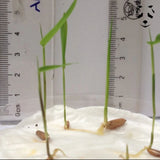 Germination des graines de bambou bambusa longinternode