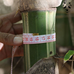 Le Gigantochloa bicolor est un bambou magnifique qui produit des chaumes verts avec des stries jaunes.