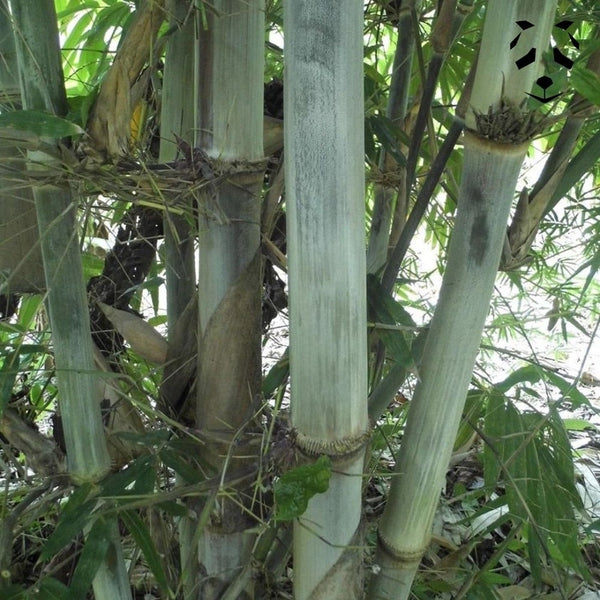 Graines de bambou Dendrocaamus peculiaris