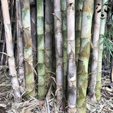 Graines de bambou Thyrostachys siamensis