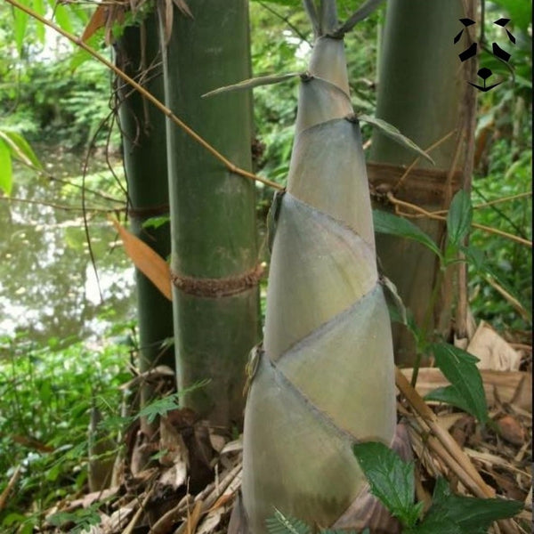 Bambou Dendrocalamus latiflorus