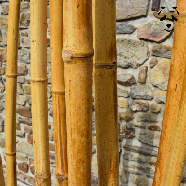 paravent bambou terrasse