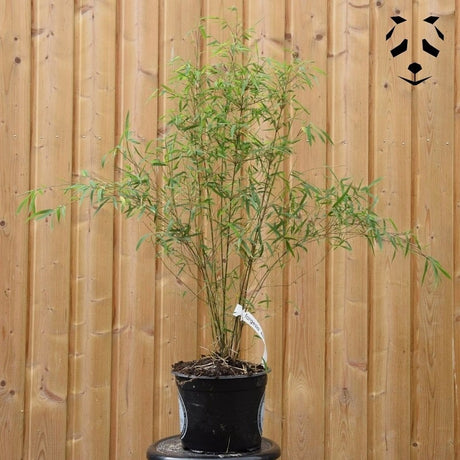 Fargesia angustissima | Bambou non traçant très élégant