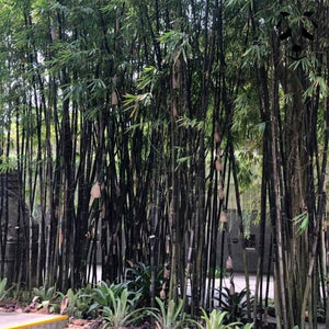 bambou noir phyllostachys nigra