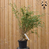 Plant bambou fargesia nitida gansu